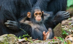 12,5 самых смешных фото обезьян за всю историю комичного конкурса Comedy Wildlife Photography Awards