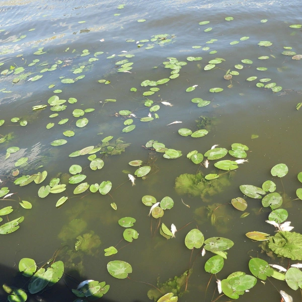 Мертвая рыба скопилась на поверхности вода, была ли она оттуда выловлена, не уточняется. | Источник: Нагатино&nbsp;— это мы / T.me