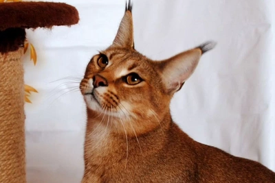 В Барнауле продают котят-каракет за 250 тысяч рублей