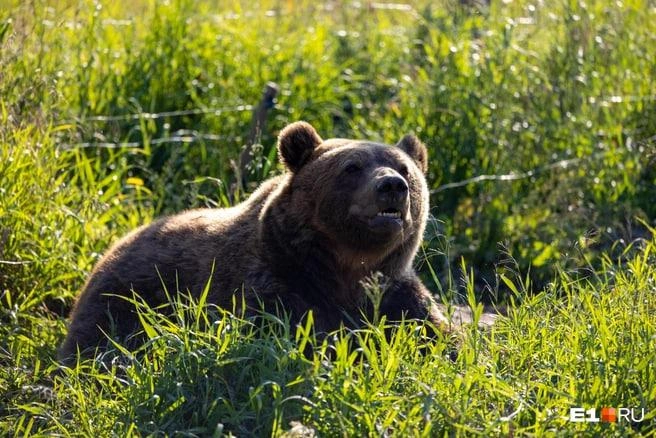 Возможно, медведь живет на острове | Источник: Владислав Лоншаков / E1.RU