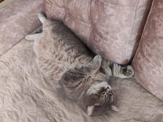 Пушистики наших читателей любят проводить время лёжа на диване | Источник: читательница НГС Наталья