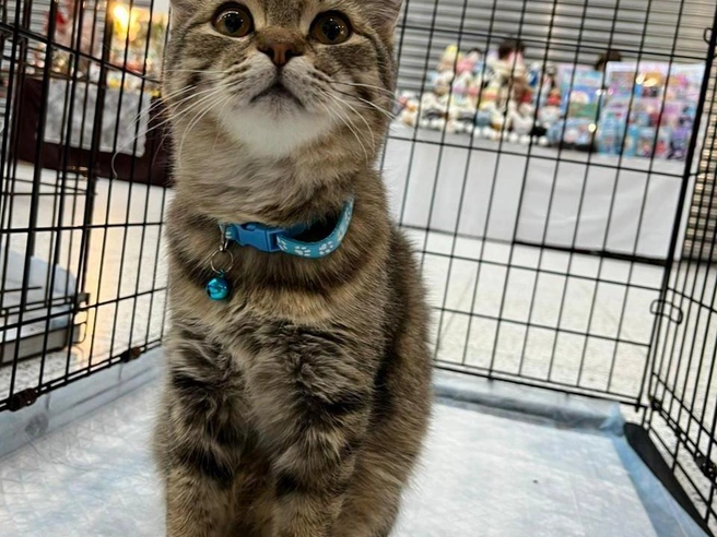 Волонтёры смогли пристроить 27 кошек в новые семьи | Источник: Рихарда Лем / NGS.RU