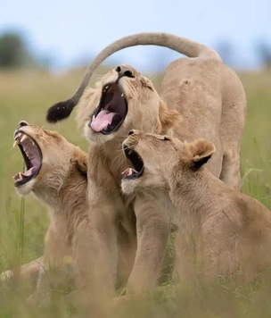 Самые смешные фото животных в дикой природе за 2025 год — победители комического конкурса Nikon Comedy Wildlife Awards