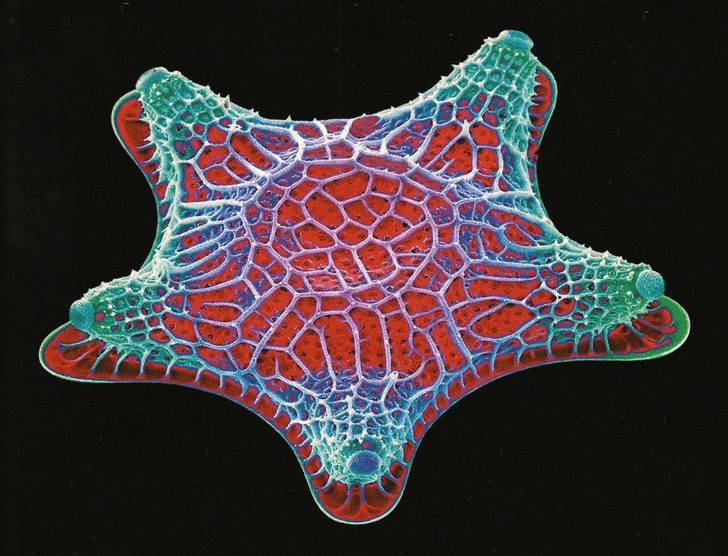 Одноклеточное чудо: посмотрите на водоросли диатомеи под микроскопом