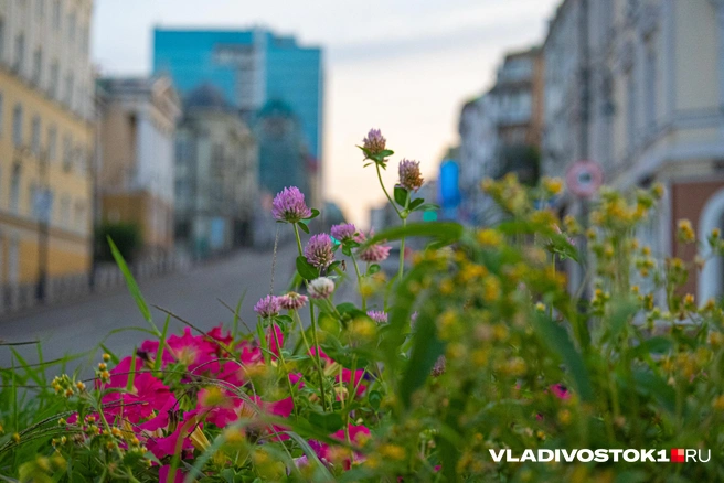 Источник: Елена Буйвол / VLADIVOSTOK1.RU