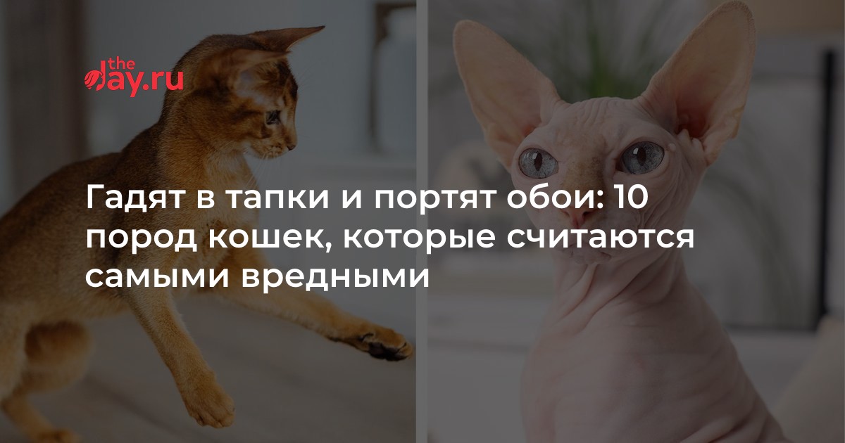 Кимрийская кошка