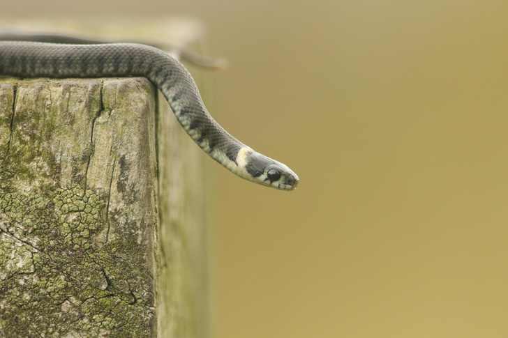 Добрый змей с желтыми пятнами: как живет обыкновенный уж