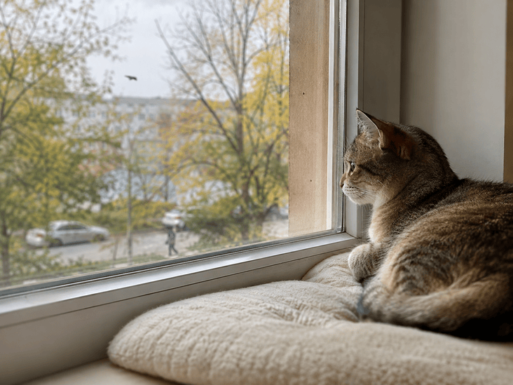 Кошка у окна