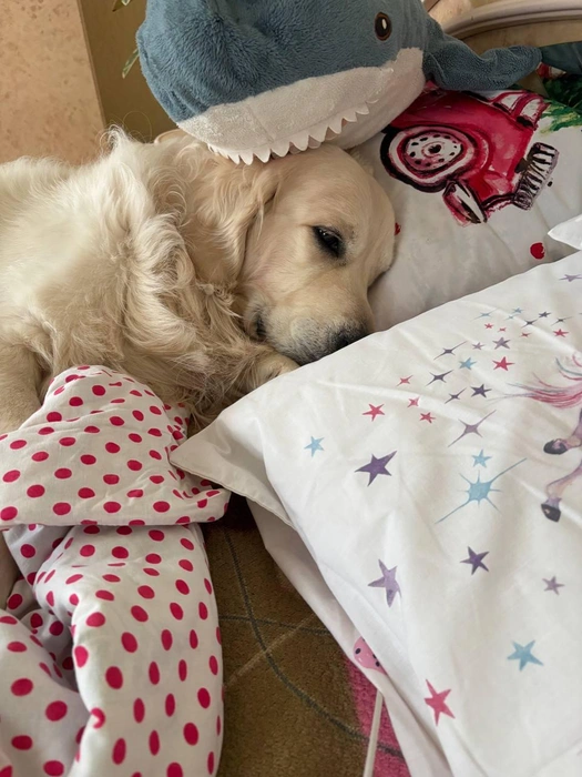 Весь день бы провалялся! | Источник: читатель 63.RU