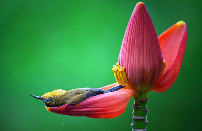 Минутка отдыха нужна всем, даже птичкам | Источник: Thong Duy Vu / Nikon Comedy Wildlife Photography Awards 2026