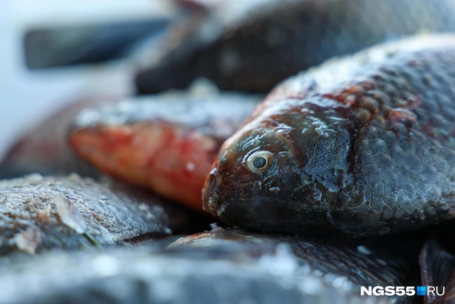 Разбираемся, почему в рыбном городе едят мало рыбы | Источник: Евгений Софийчук / NGS55.RU