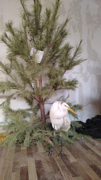 Волонтеры не знают, была ли звонившая женщина охотницей или неравнодушным очевидцем | Источник: «Крылья надежды — помощь птицам в Астрахани» / Vk.com