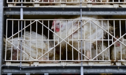 В Китае обнаружили два ранее неизвестных штамма птичьего гриппа