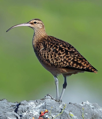 Таитянский кроншнеп (Numenius tahitiensis) | Источник: blickwinkel via Legion Media