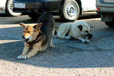 В Старом Кировске собаки напали на женщину с дочерью