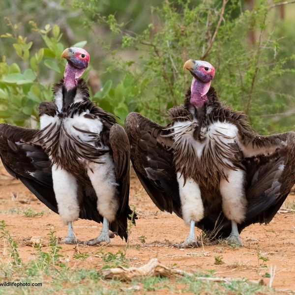 «Главное для леди&nbsp;— не замочить подол» | Источник: Saverio Gatto / Comedy Wildlife Photography Awards 2022