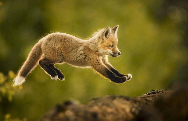 Природа во всей красе: полюбуйтесь на 20 отличных снимков победителей фотоконкурса World Nature Photography Awards 2025 | Источник: Donna Feledichuk / World Nature Photography Awards 2025