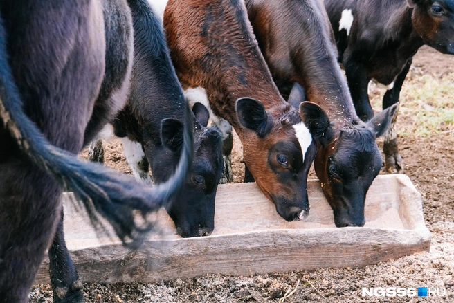 Комплекс появится в Любинском районе  | Источник: Елена Латыпова / NGS55.RU 