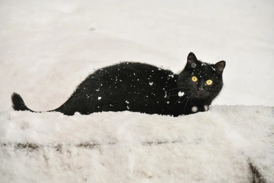 Атаки дронов, огурцы по 500 рублей и спасение лося в Татарстане