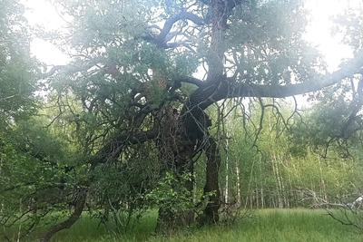 В Зауралье обнаружена огромная ива