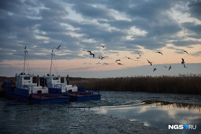 За катерами и баркасом неотлучно следуют чайки: они прекрасно знают, что поживиться свежей рыбкой вблизи людей проще | Источник: Александр Ощепков / NGS.ru