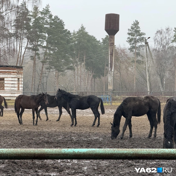Лошади не просто красивые&nbsp;—&nbsp;они могут составить конкуренцию европейским породам | Источник: Сергей Петунин / YA62.RU