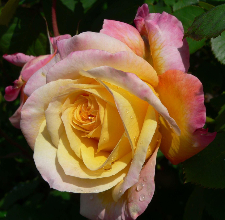 Выставка роз пройдет в «Аптекарском огороде»