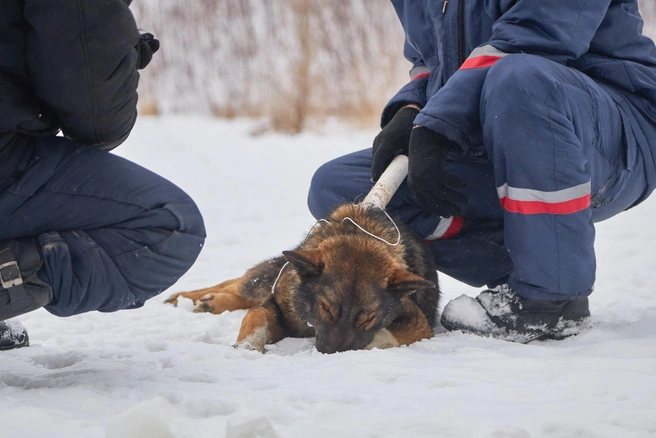 Источник: Роман Данилкин / 63.RU
