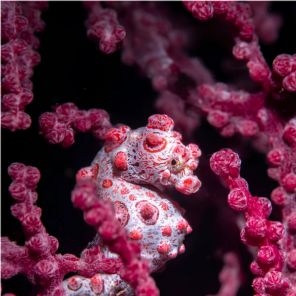 Источник: Charly Clerisse / The Artist Gallery Awards&nbsp;— Wildlife 2023