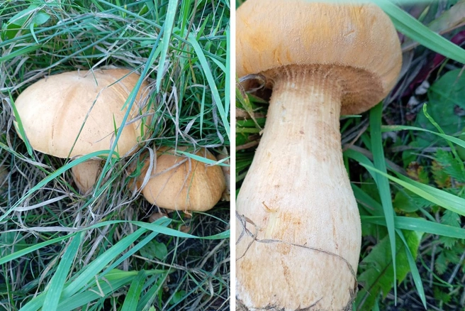 А вы встречали такой гриб?  | Источник: «Грибы. Грибники Омска и Омской области» / Vk.com