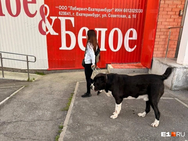 Женщина (супруга Василия) выгуливает алабая без намордника | Источник: читательница E1.RU
