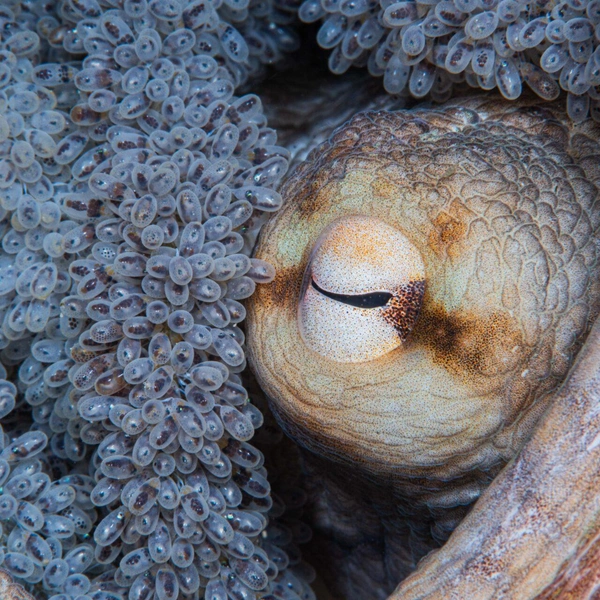 Третье место в номинации «Охрана среды: надежда» | Источник: Théo Maynier / Ocean Photographer of the Year 2025