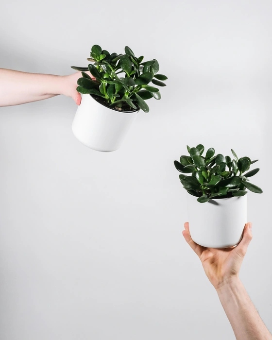 Толстянка очень неприхотлива | Источник: Unsplash.com