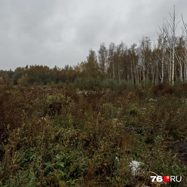 После того, как все документы будут оформлены, на участке начнут вырубать деревья | Источник: Александр Куренной / 76.RU