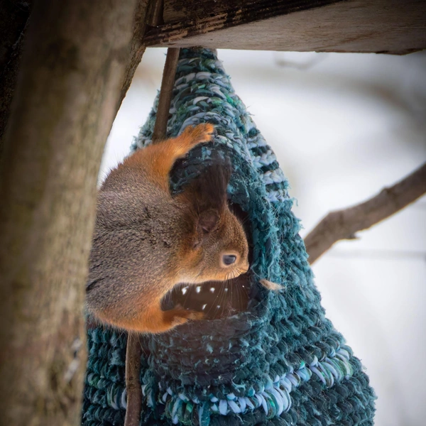 Источник: Антон Кубышкин / «Грибы и Грибники СПб»