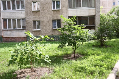 Жители Мурманска выберут участки для компенсационного озеленения