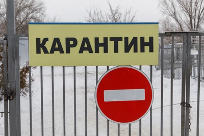 Карантин по бешенству введён в Емельяновском районе