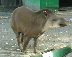 Красноярскому тапиру Валетику готовят к его 10-летию фруктовый торт | ngs24.ru