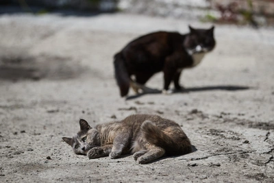 Срыгивание шерсти у кошек: когда нужен ветеринар