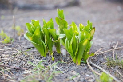 В Новосибирской области температура превысила +21°C
