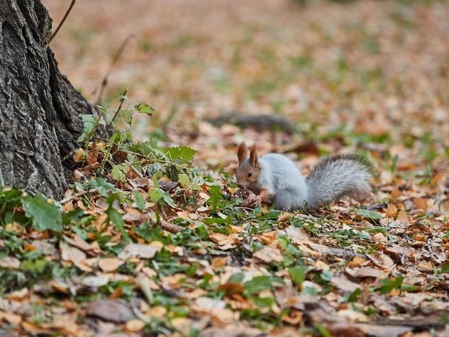 Жители выражают озабоченность сохранением зеленых насаждений. | nsk54.online