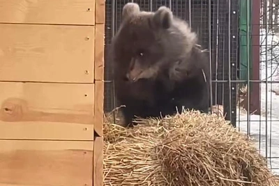 Сибирский зоопарк показал ворчащего медвежонка-найденыша