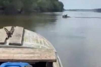 В Иртыше заметили плывущего лося