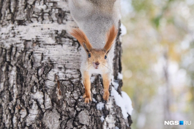 Трогать белок голыми руками ветеринары не рекомендуют — лучше оставлять лакомства в кормушках | Источник: Александр Ощепков / NGS.RU