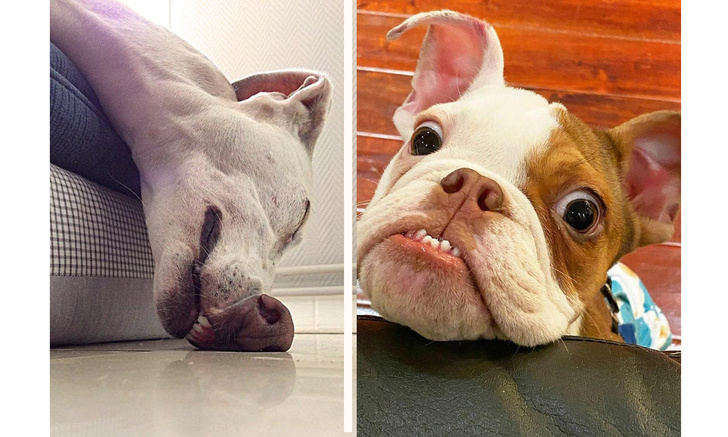 17 забавных фотографий собак, показывающих зубы