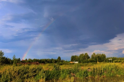 Почему грибы появились на Урале, но не в Тюмени? Мнение эксперта