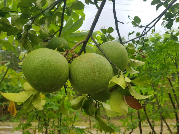 Помело (Citrus grandis) | Источник: MTN2705 via Shutterstock/Fotodom.ru
