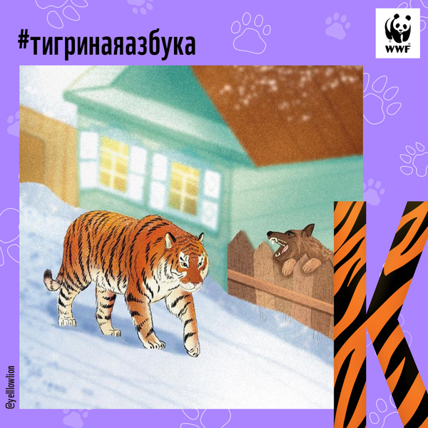 Тигры от А до Я: WWF России и Woman.ru выпустили карточки об амурском тигре