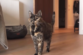 Посмотрите на Флосси — самую старую в мире кошку. Как думаете, сколько ей лет?