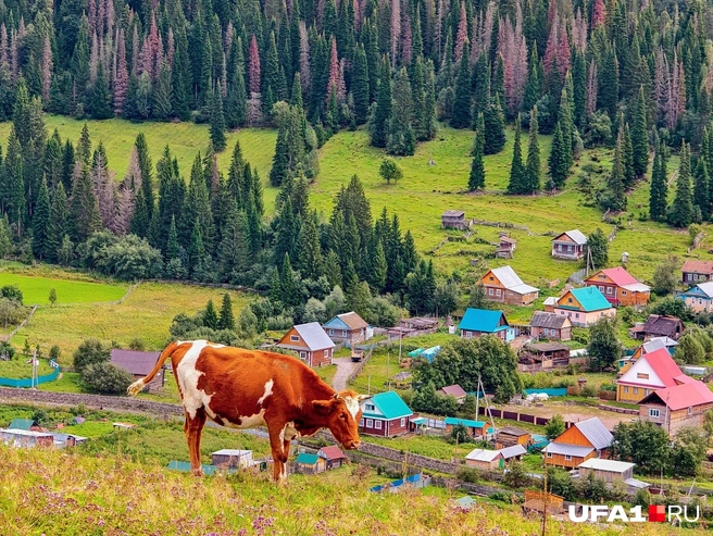 Буренки пасутся в очень живописном месте | Источник: Булат Салихов / UFA1.RU
